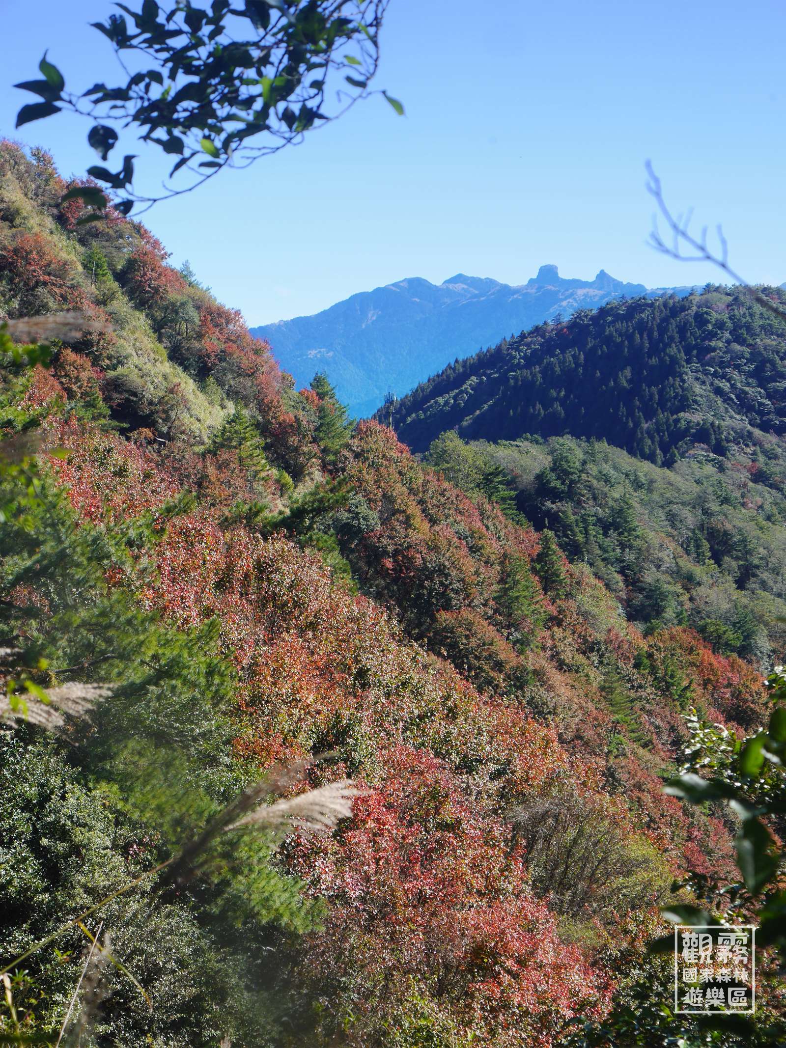 秋紅大小霸