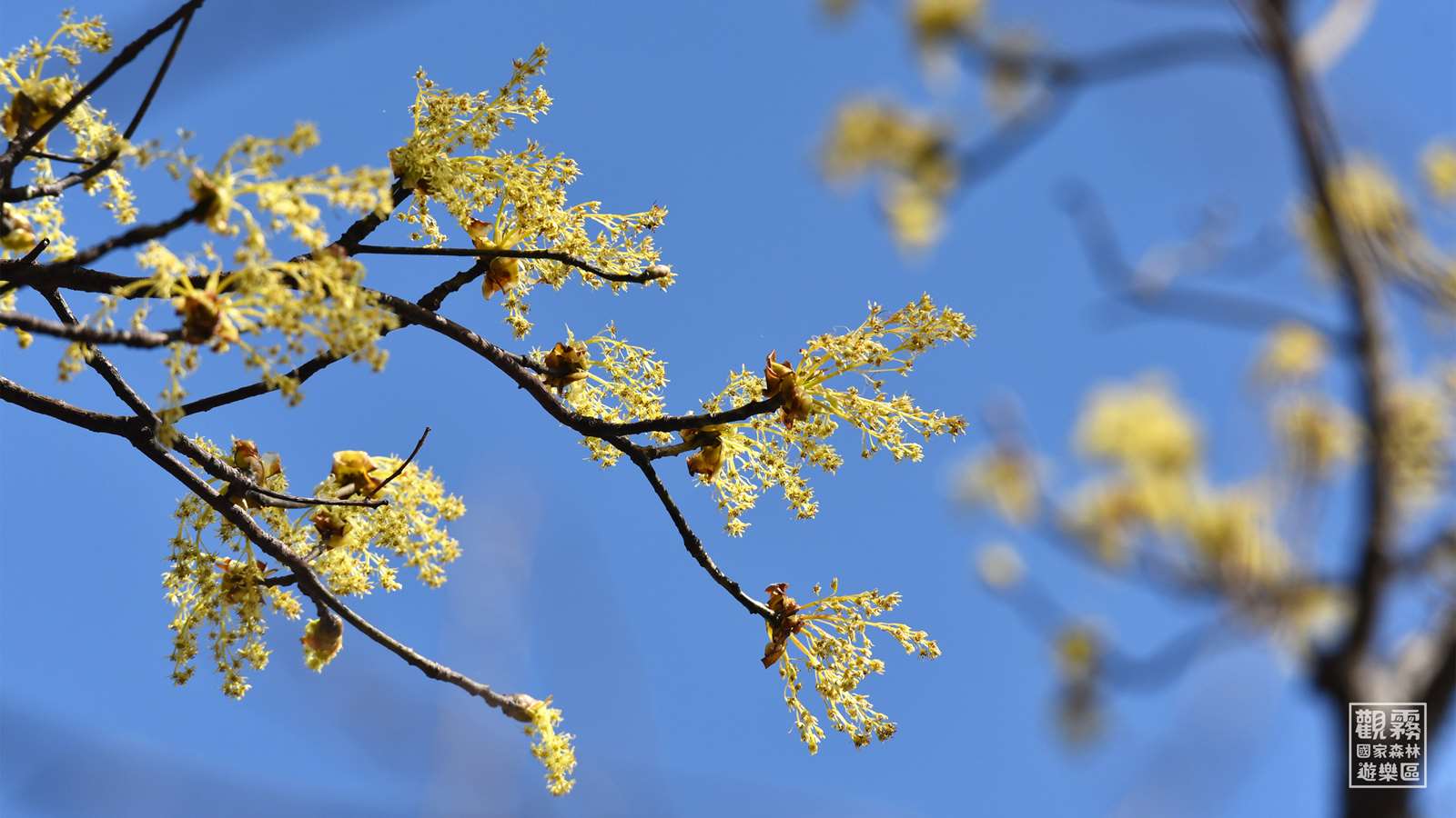 臺灣檫樹開花