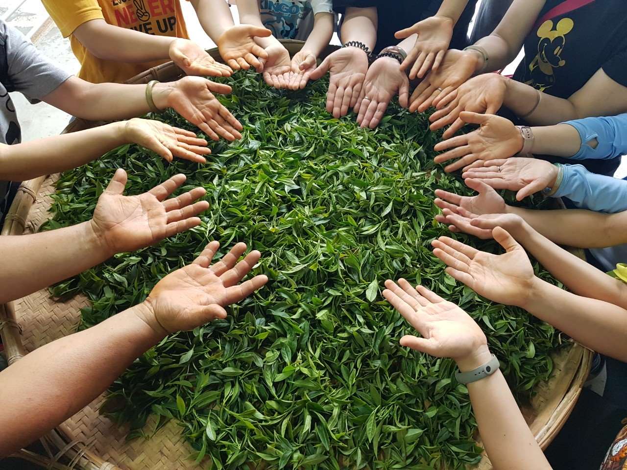 揉茶活動