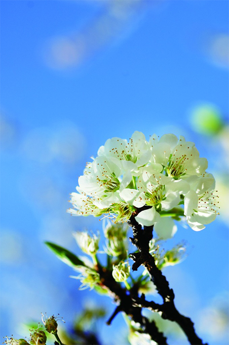 李花