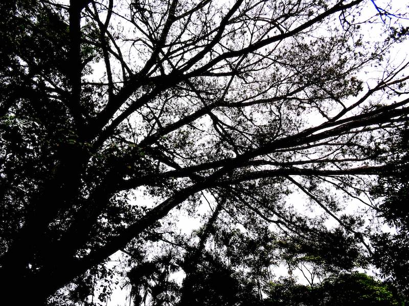 步道一景-樹