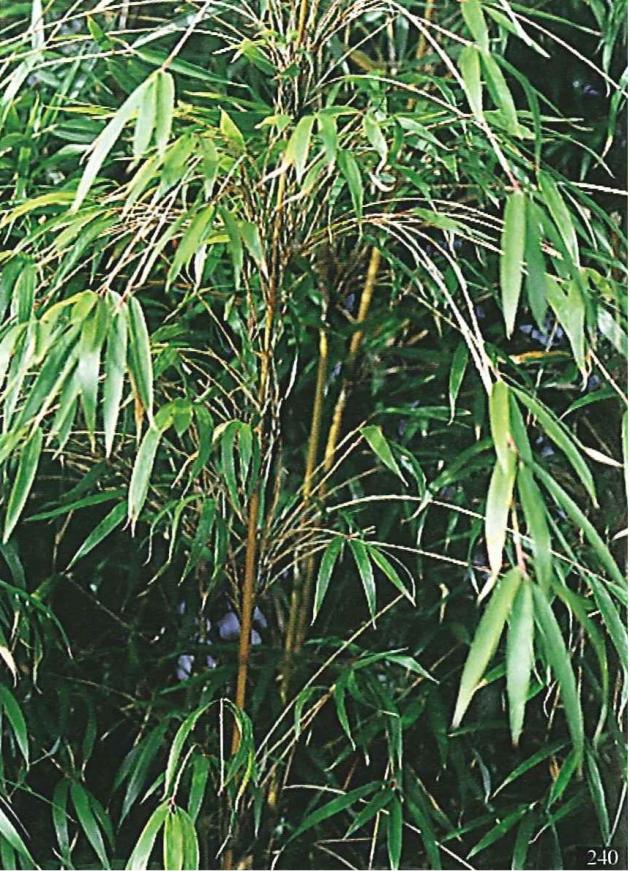 玉山箭竹;玉山竹